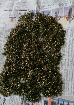 大根葉のパリパリふりかけ-レシピのメイン写真