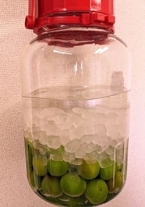 梅酒　簡単な作り方-レシピのメイン写真