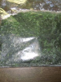 モロヘイヤの保存-レシピのメイン写真