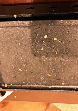 ごめん！もんじゃ美味すぎて食べちゃった！-レシピのメイン写真