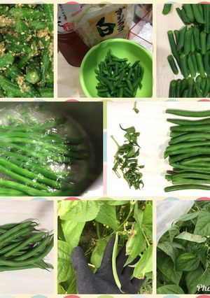簡単 インゲンの胡麻和え-レシピのメイン写真