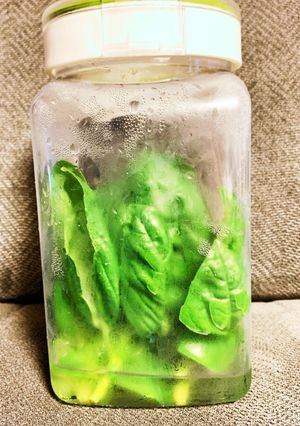 バジルやシソの保存法☆新鮮長持ち-レシピのメイン写真