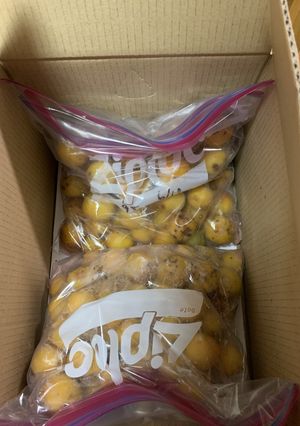ジップロックで梅干し　干す前まで-レシピのメイン写真