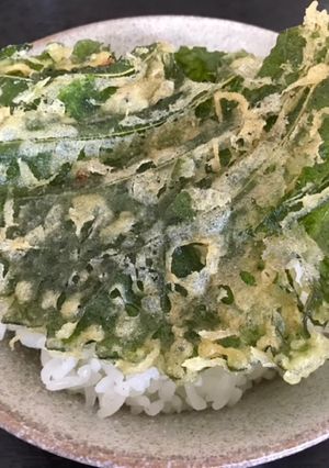 朝ごはん♡コレ旨旨♡しその葉天ぷらご飯-レシピのメイン写真