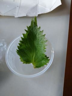 大葉の保存方法-レシピのメイン写真