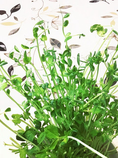 豆苗の出てきた芽をアクセントに!-レシピのメイン写真
