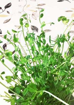 豆苗の出てきた芽をアクセントに!-レシピのメイン写真