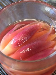 パパッと簡単!みょうがの甘酢漬け【動画】-レシピのメイン写真