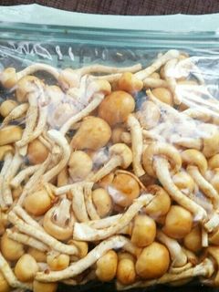 株なめこの長期保存-レシピのメイン写真