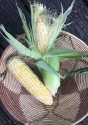 とうもろこし *塩なしで茹でる-レシピのメイン写真