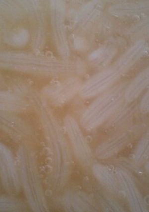 タコの卵醤油漬け-レシピのメイン写真