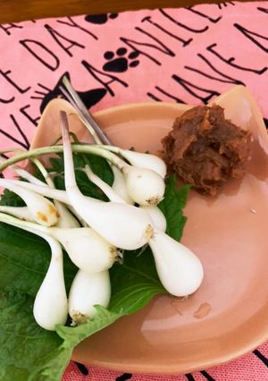 エシャレットは普通のお味噌汁で美味しいよ-レシピのメイン写真