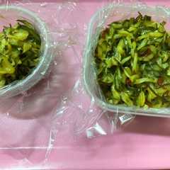 รูปของ 胡瓜大量消費！ごはんがススムさっぱり佃煮