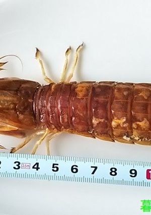 忘備録☆シャコの茹で方とむき方-レシピのメイン写真