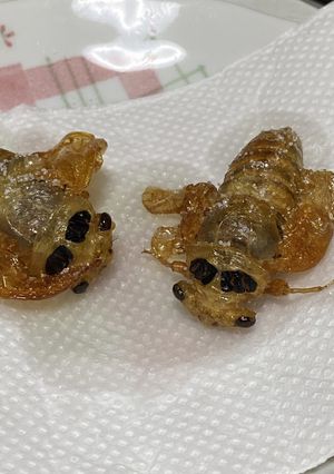 セミの素揚げ-レシピのメイン写真
