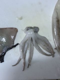 イカの掃除-レシピのメイン写真