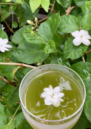 ジャスミンの水出し緑茶♡夏にぴったり♪-レシピのメイン写真