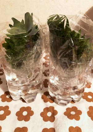 大葉の保存-レシピのメイン写真