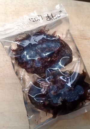 長期保存向け。アワビの冷凍保存-レシピのメイン写真