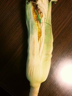 レンジで蒸しトウモロコシ-レシピのメイン写真