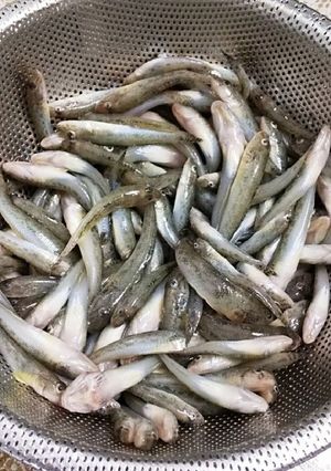 ハゼ 下処理-レシピのメイン写真