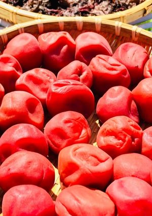 減塩梅干し(10％)の作り方②-レシピのメイン写真