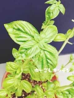 ジェノベーゼ☆FPで簡単バジルソース-レシピのメイン写真