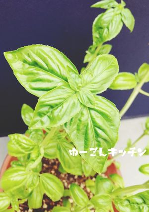 ジェノベーゼ☆FPで簡単バジルソース-レシピのメイン写真