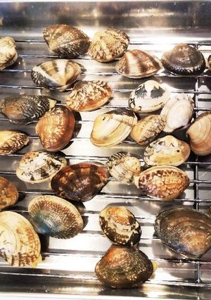 ☆簡単！あさりの砂抜き☆検索トップ10！-レシピのメイン写真