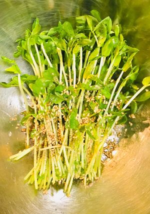 豆苗ナムル・副菜や、彩に最適♬-レシピのメイン写真
