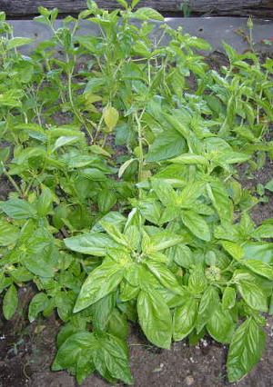 バジルペスト（Bazil Pesto)-レシピのメイン写真