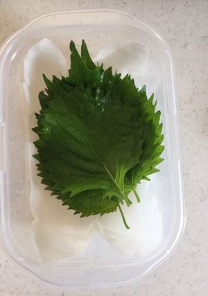 大葉の保存方法と大葉漬け-レシピのメイン写真