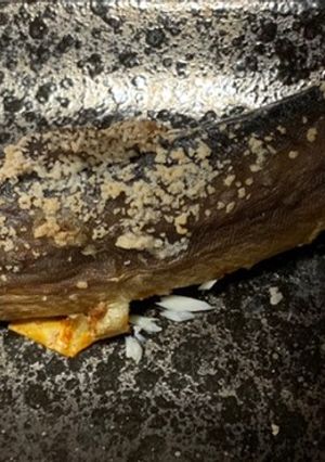 【基本】イワナの塩焼き-レシピのメイン写真
