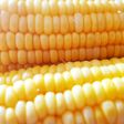 【塩無し】基本のとうもろこしの茹で方