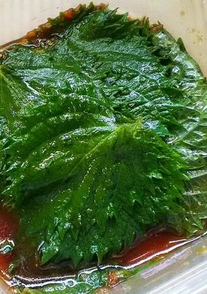 青シソの牡蠣醤油漬け-レシピのメイン写真
