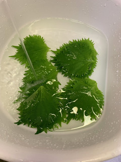 大葉 長持ちさせる方法-レシピのメイン写真