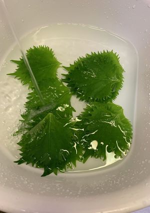 大葉　長持ちさせる方法-レシピのメイン写真