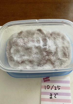 アンチョビ（塩漬けまで）-レシピのメイン写真
