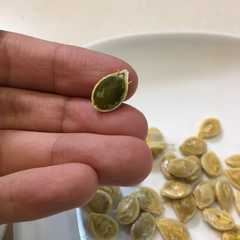 รูปของ かぼちゃの種を煎る