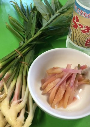葉生姜の酢漬け-レシピのメイン写真