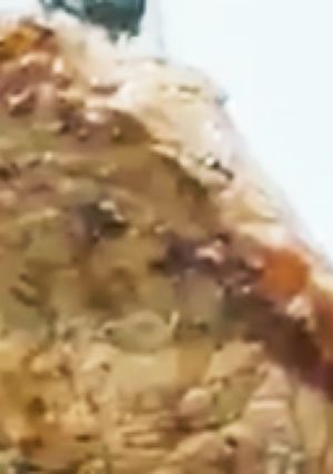 肉と肉ベーコン巻き(川村飯店)-レシピのメイン写真