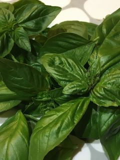 バジルの葉を茹でて冷凍保存しまーす♪-レシピのメイン写真