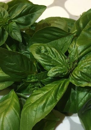 バジルの葉を茹でて冷凍保存しまーす♪-レシピのメイン写真
