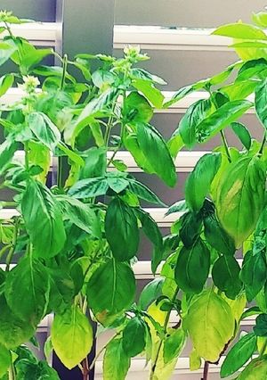 バジル(家庭菜園)手作りドレッシング-レシピのメイン写真