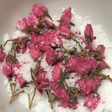 桜の塩漬け