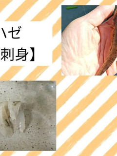 ハゼのお刺身-レシピのメイン写真