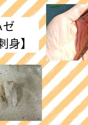 ハゼのお刺身-レシピのメイン写真