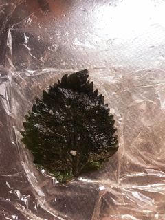 塩漬け紫蘇-レシピのメイン写真