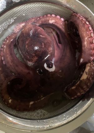 タコの刺身と唐揚げ-レシピのメイン写真