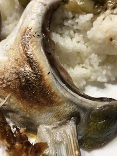 ハマチのカマ焼き-レシピのメイン写真
